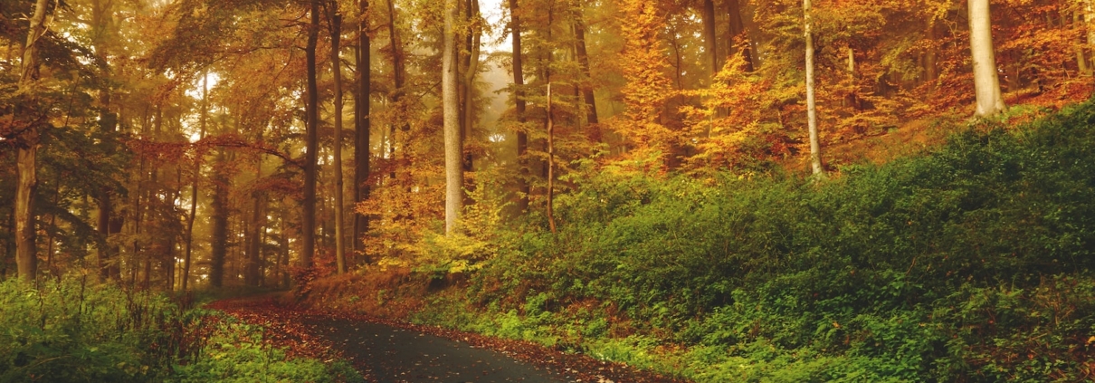 empty road between trees on forest