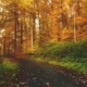 empty road between trees on forest