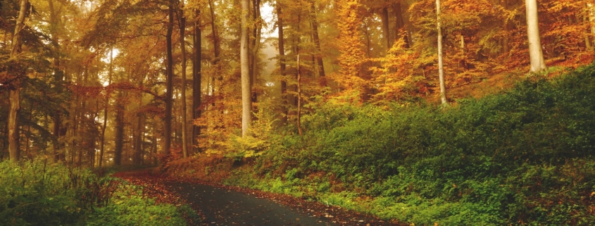 empty road between trees on forest